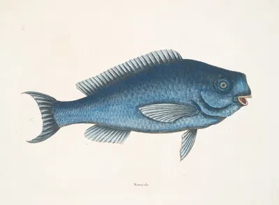 Novacula, The Blue Fish. by Mark Catesby, 1754 — digital art print download