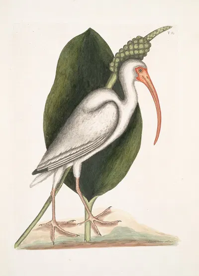 Numenius albus, The White Curlew. by Mark Catesby, 1754 — digital art print download