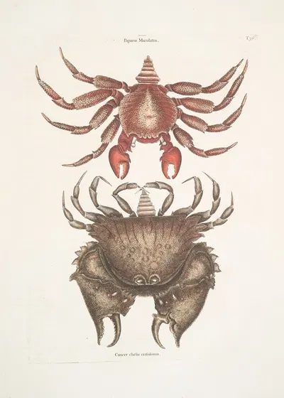 Pagurus Maculatus, The res mottled Rosk-Crab; Cancer chelis crassissimis, The rough-shell'd Crab. by Mark Catesby, 1754 —…
