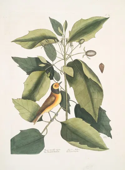Parus cucullo nigro, The Hooded Titmous; Tupelo Arbor, The water Tupelo. by Mark Catesby, 1754 — digital art print download