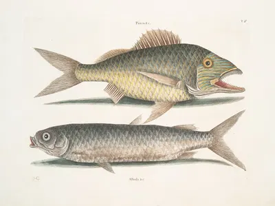 Perca &c., The Grunt; Albula Bahamensis, The Mullet. by Mark Catesby, 1754 — digital art print download