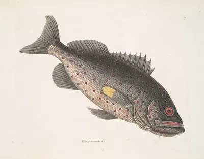 Perca venenosa &c., The Rock-Fish. by Mark Catesby, 1754 — digital art print download