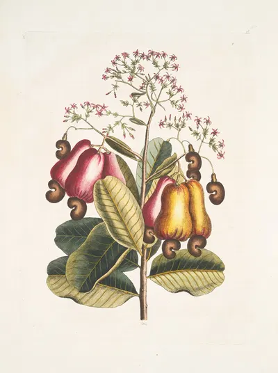 Pomifera &c., The Cushew-Tree. by Mark Catesby, 1754 — digital art print download