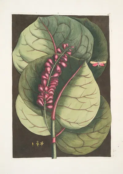 Prunus maritima racemosa, The Mangrove Grape-Tree; Phalæna Caroliniana &c. by Mark Catesby, 1754 — digital art print download