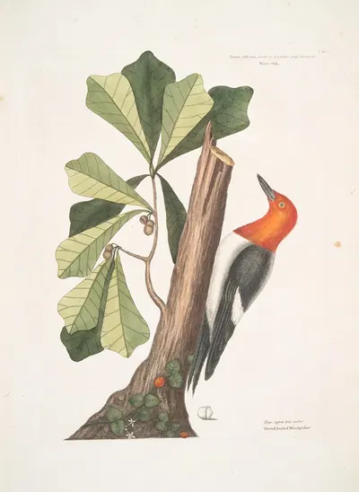 Quercus folio non serrato, in summitate quasi triangulo, Water Oak; Picus capite toto rubro, The red headed Woodpecker. by…