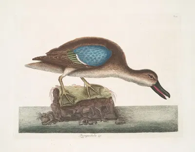 Querquedula Americana fusca, The Blue-Wing Teal. by Mark Catesby, 1754 — digital art print download