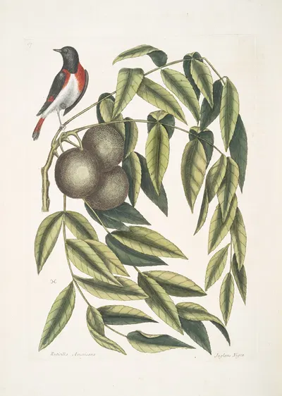 Ruticilla Americana, The Red-Start; Juglans Nigra, The Black Walnut. by Mark Catesby, 1754 — digital art print download