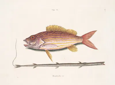 Salpa &c., The Lane-Snapper; Petimbuabo Brasil, The Tobaccopipe-Fish. by Mark Catesby, 1754 — digital art print download