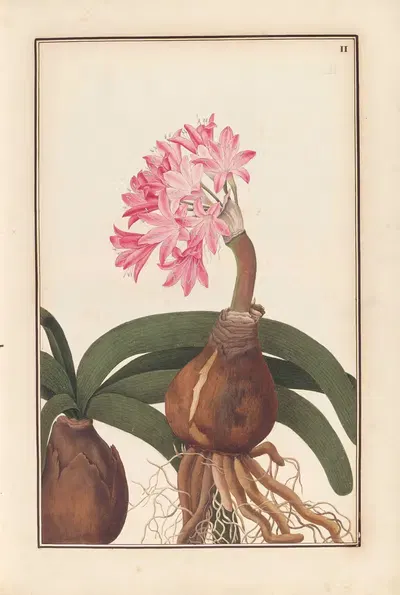 Stirpium imagines LXXV Pl.02 by Baldassare Cattrani, 1776 — digital art print download