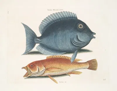 Turdus Rhomboidalis, The Tang; Turdus &c., The Yellow Fish. by Mark Catesby, 1754 — digital art print download