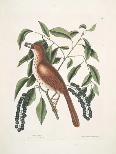 Turdus ruffus, The fox-coloured Thruth; Ceraso similis arbuscula &c., The Cluster's Black Cherry. by Mark Catesby, 1754 —…
