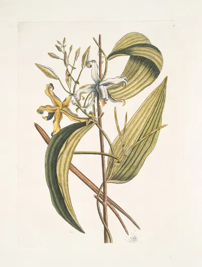 Volubilis siliquosa Mexicana plantagini folio, The Vanelloe. by Mark Catesby, 1754 — digital art print download