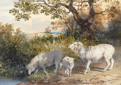 Family of Sheep by Ньютон Лимбирд Смит Филдинг, 1828 — digital art print download