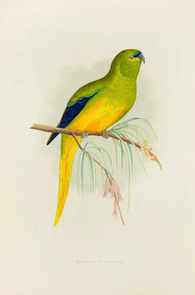 Elegant Parrakeet by Alexander Francis Lydon, 1884-1887 — digital art print download