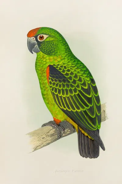 Jardine’s Parrot by Alexander Francis Lydon, 1884-1887 — digital art print download