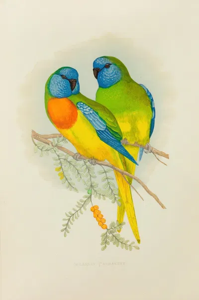 Splendid Parrakeet by Alexander Francis Lydon, 1884-1887 — digital art print download