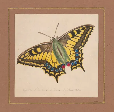 Equites Achivi Machaon Swallowtail by William Wood Thackara, 1820-1839 — digital art print download