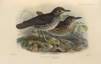 Geocichla Andromedae, Geocichla Marginata by Henry Seebohm, 1899-1902 — digital art print download