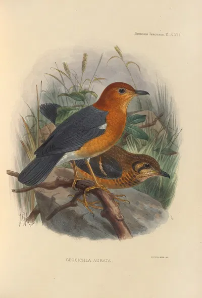 Geocichla Aurata by Henry Seebohm, 1899-1902 — digital art print download