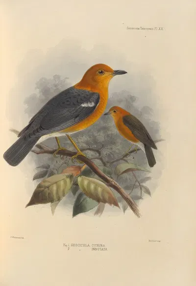 Geocichla Citrina, Geocichla Innotata by Henry Seebohm, 1899-1902 — digital art print download
