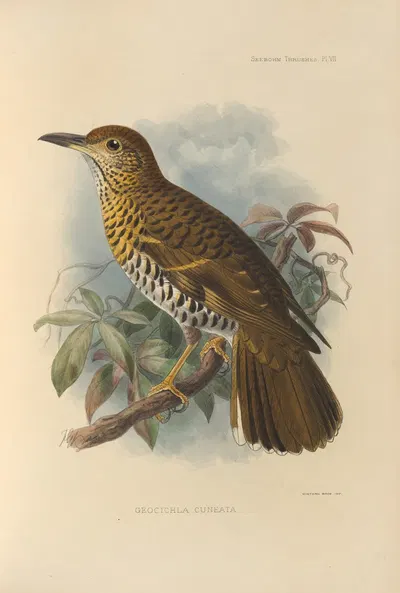 Geocichla Cuneata by Henry Seebohm, 1899-1902 — digital art print download
