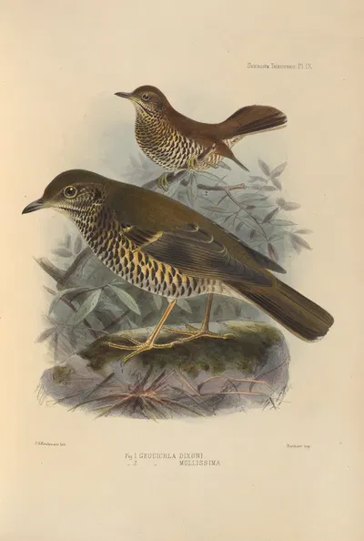 Geocichla Dixoni, Geocichla Mollissima by Henry Seebohm, 1899-1902 — digital art print download
