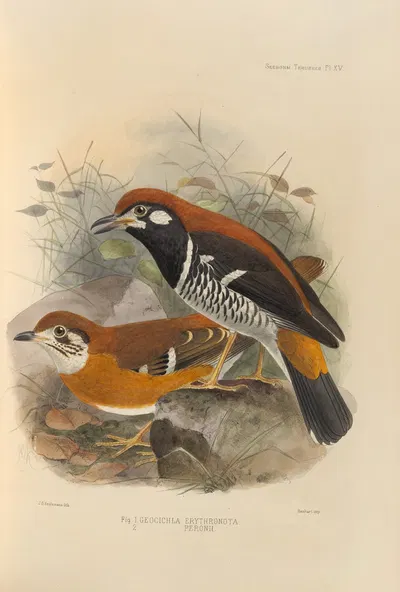 Geocichla Erythronota, Geocichla Peronii by Henry Seebohm, 1899-1902 — digital art print download