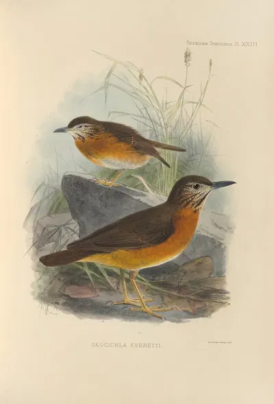 Geocichla Everetti by Henry Seebohm, 1899-1902 — digital art print download