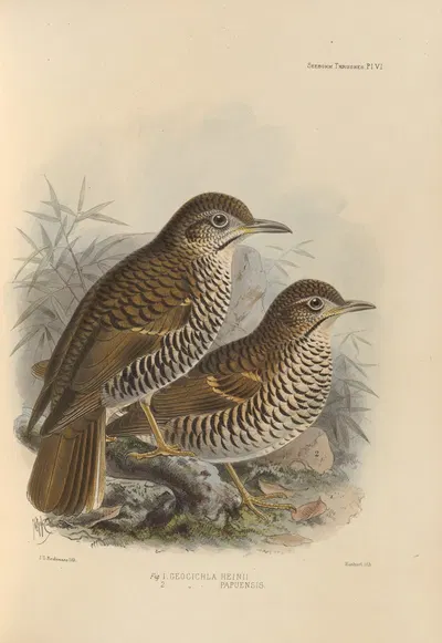 Geocichla Heinii, Geocichla Papuensis by Henry Seebohm, 1899-1902 — digital art print download