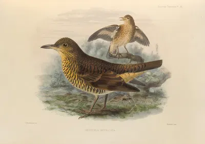 Geocichla Imbricata by Henry Seebohm, 1899-1902 — digital art print download