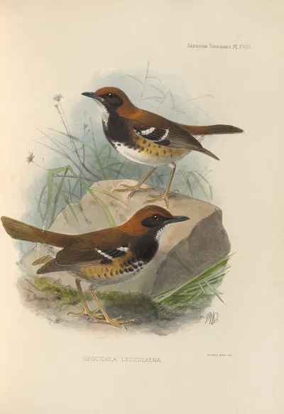 Geocichla Leucolaema by Henry Seebohm, 1899-1902 — digital art print download