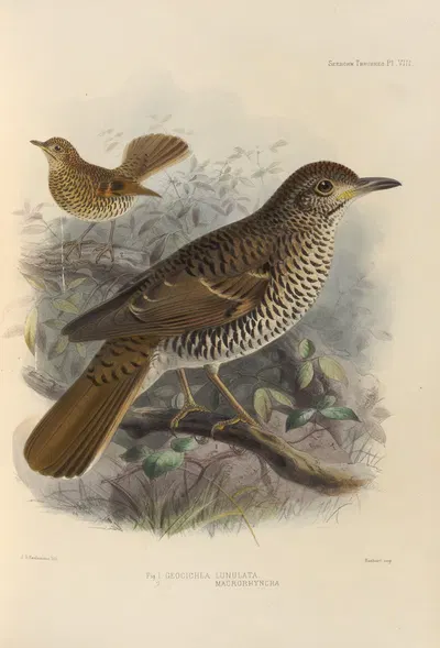 Geocichla Lunulata, Geocichla Macrorhyncha by Henry Seebohm, 1899-1902 — digital art print download