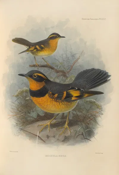 Geocichla Naevia by Henry Seebohm, 1899-1902 — digital art print download