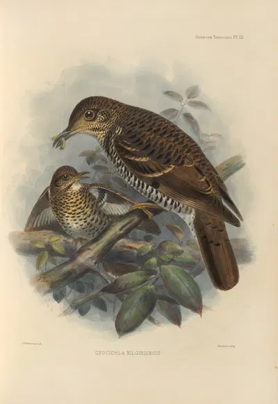 Geocichla Nilgiriensis by Henry Seebohm, 1899-1902 — digital art print download