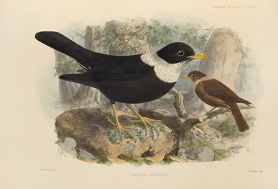 Merula Albicincta by Henry Seebohm, 1899-1902 — digital art print download