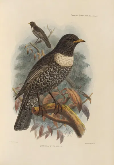 Merula Alpestris by Henry Seebohm, 1899-1902 — digital art print download
