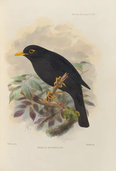 Merula Bourdilloni by Henry Seebohm, 1899-1902 — digital art print download