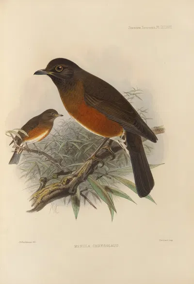 Merula Chrysolaus by Henry Seebohm, 1899-1902 — digital art print download
