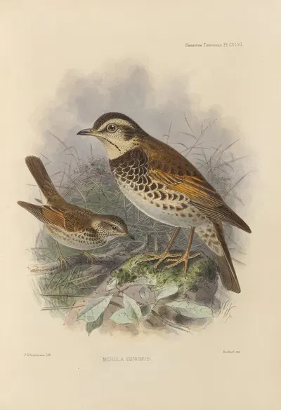 Merula Eunomus. by Henry Seebohm, 1899-1902 — digital art print download
