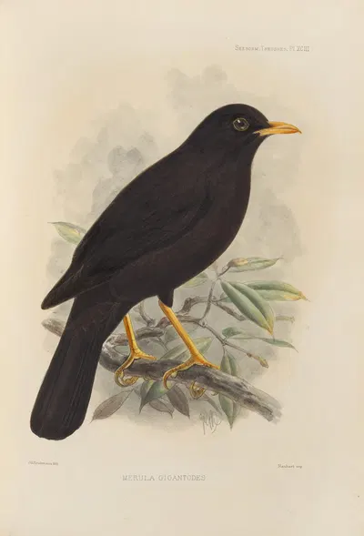 Merula Gigantodes by Henry Seebohm, 1899-1902 — digital art print download