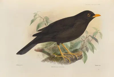 Merula Gigas by Henry Seebohm, 1899-1902 — digital art print download