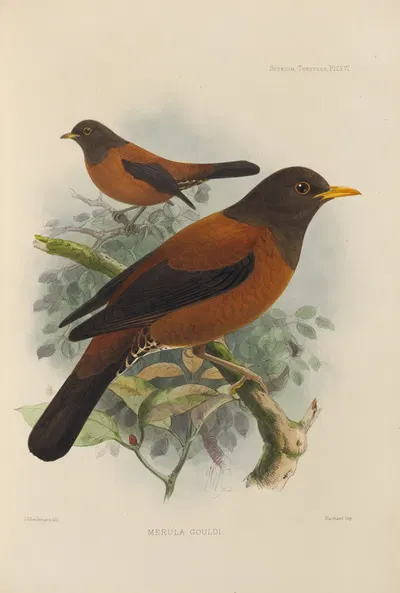 Merula Gouldi by Henry Seebohm, 1899-1902 — digital art print download