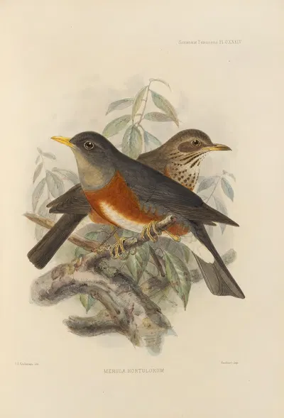 Merula Hortulorum by Henry Seebohm, 1899-1902 — digital art print download