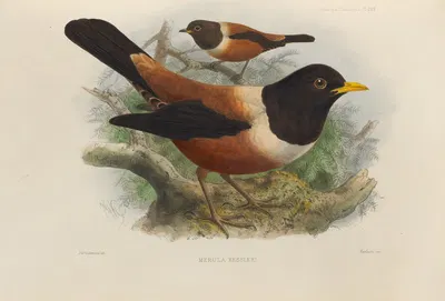 Merula Kessleri by Henry Seebohm, 1899-1902 — digital art print download