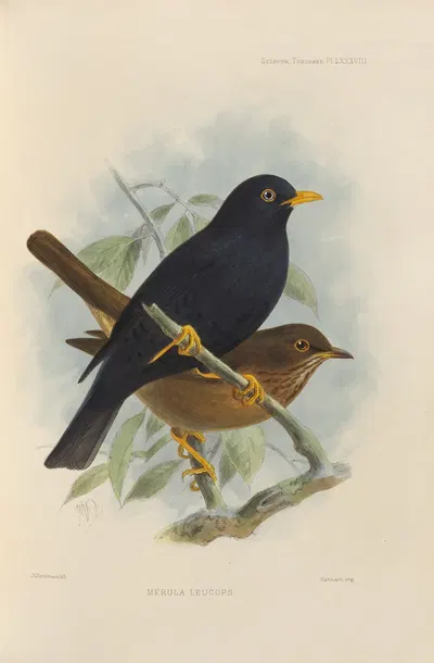 Merula Leucops by Henry Seebohm, 1899-1902 — digital art print download
