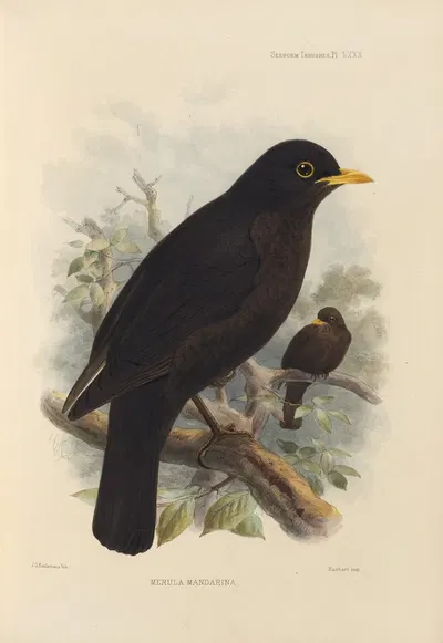 Merula Mandarina by Henry Seebohm, 1899-1902 — digital art print download