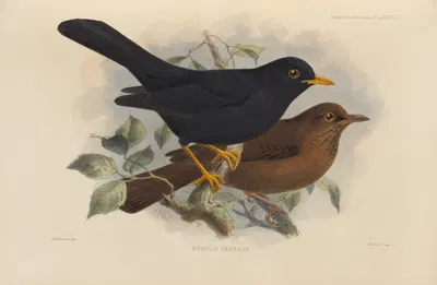 Merula Serrana by Henry Seebohm, 1899-1902 — digital art print download