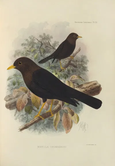 Merula Thomassoni by Henry Seebohm, 1899-1902 — digital art print download