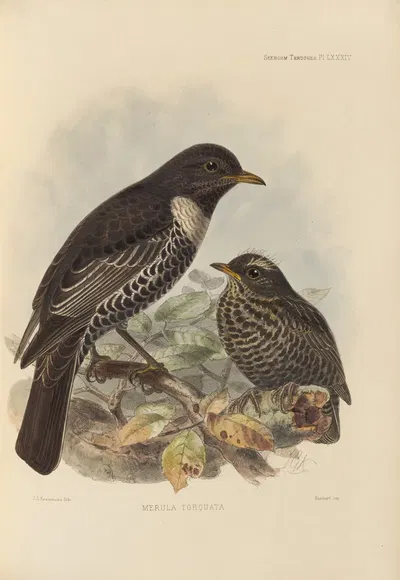 Merula Torquata. by Henry Seebohm, 1899-1902 — digital art print download