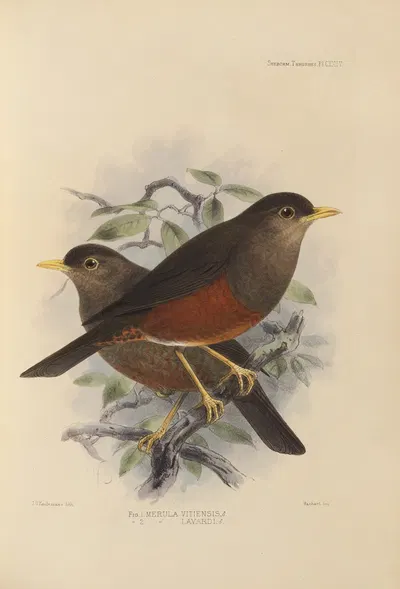 Merula Vitiensis, Merula Layardi. by Henry Seebohm, 1899-1902 — digital art print download